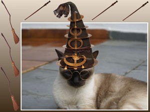 Wizard Cat Wizard Cat