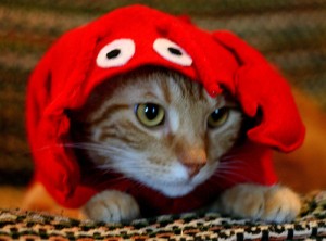 Lobster Cat