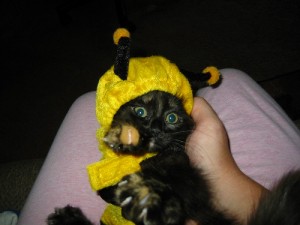 Bee Cat